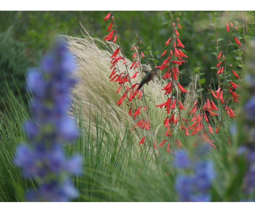 Bridge's Penstemon